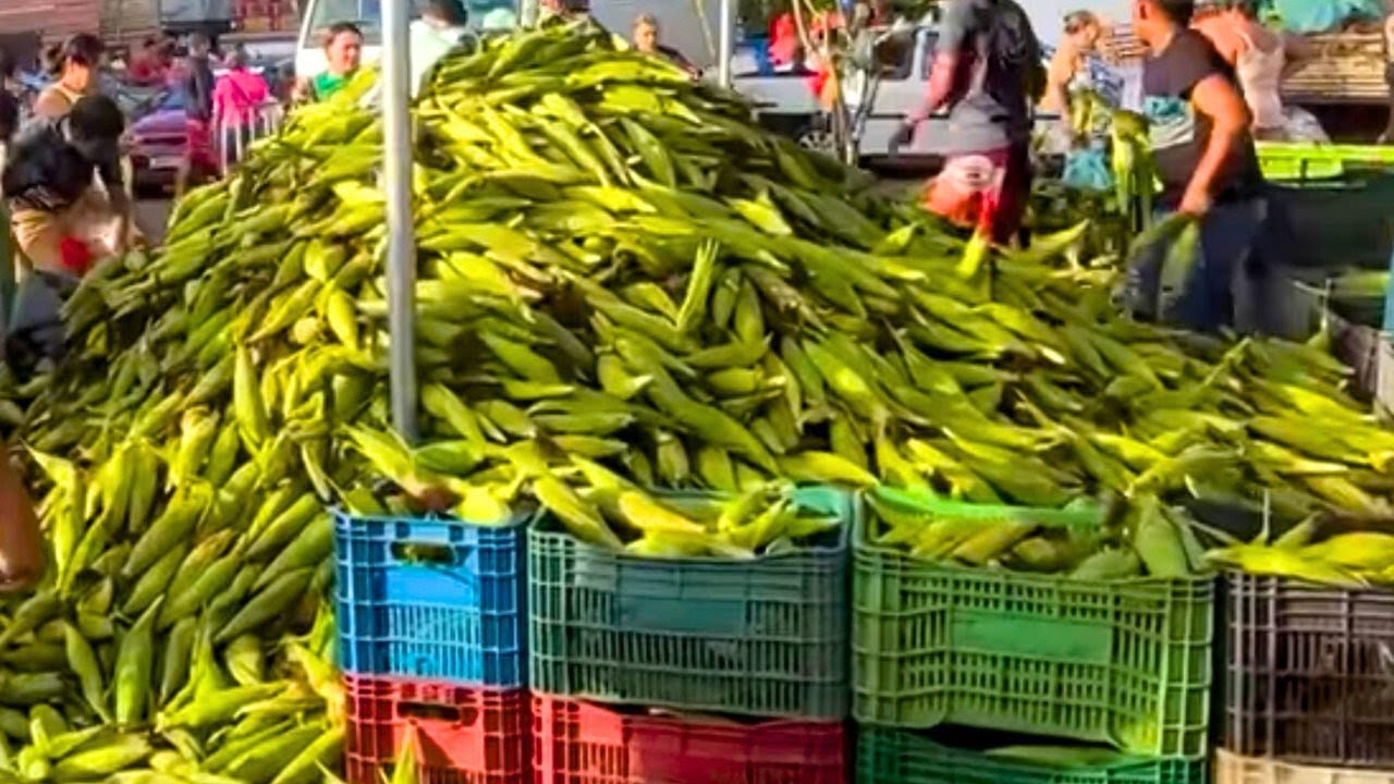 🎉 O que encontrar na CEASA de ARACAJU para o seu São João! 🌽🍍🌶️
