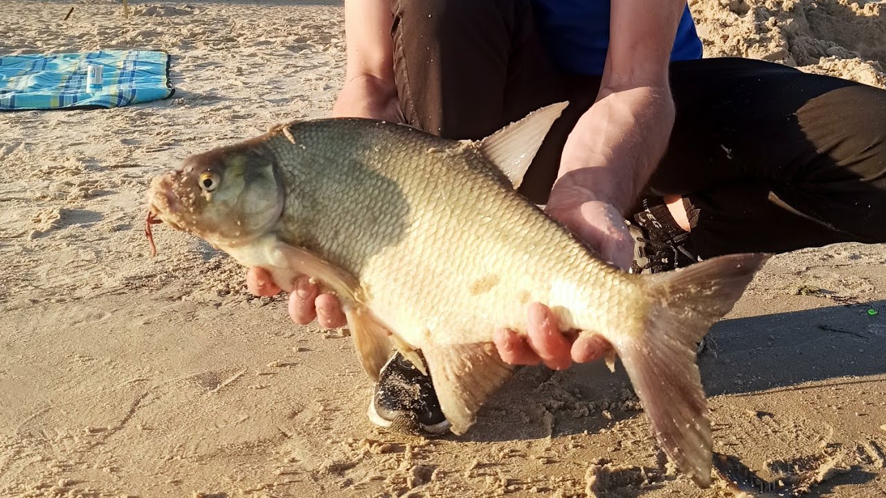 Wędkarstwo z morskiej plaży| Leszcze na surfcasting w Bałtyku.