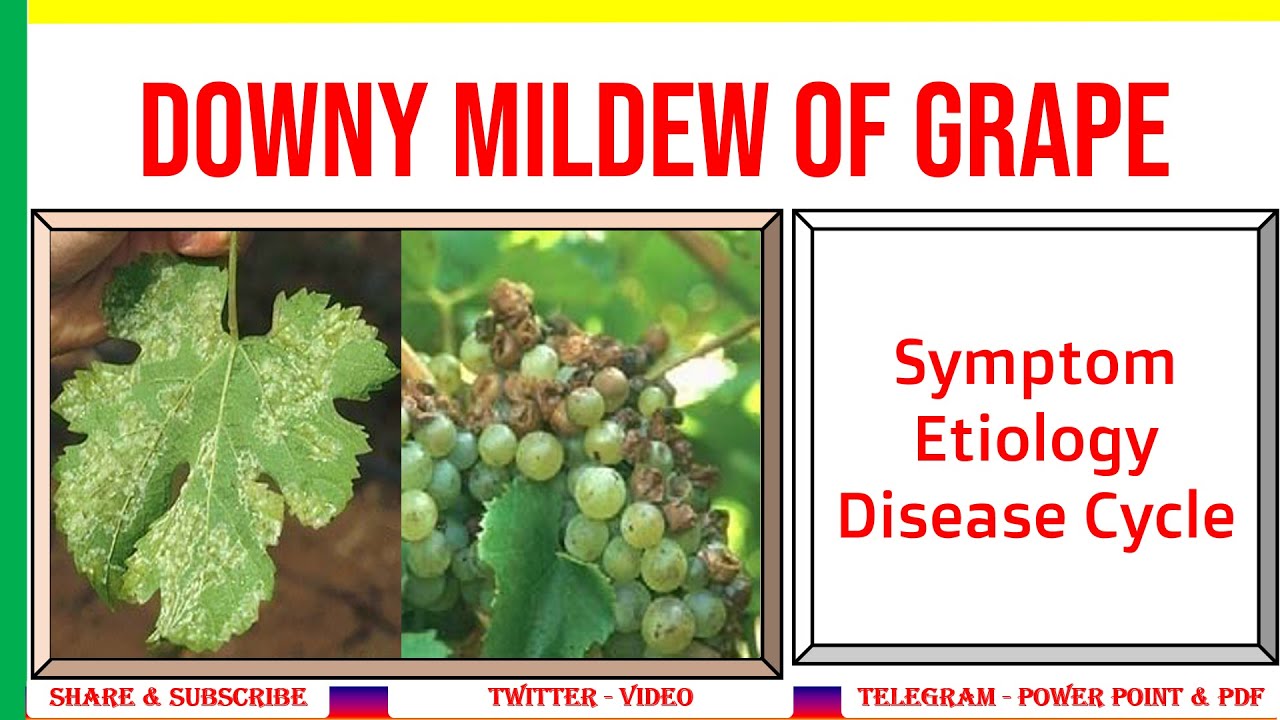 Downy Mildew of Grapes, Symptom, Etiology, Disease Cycle | Plasmopara viticola | #PHF