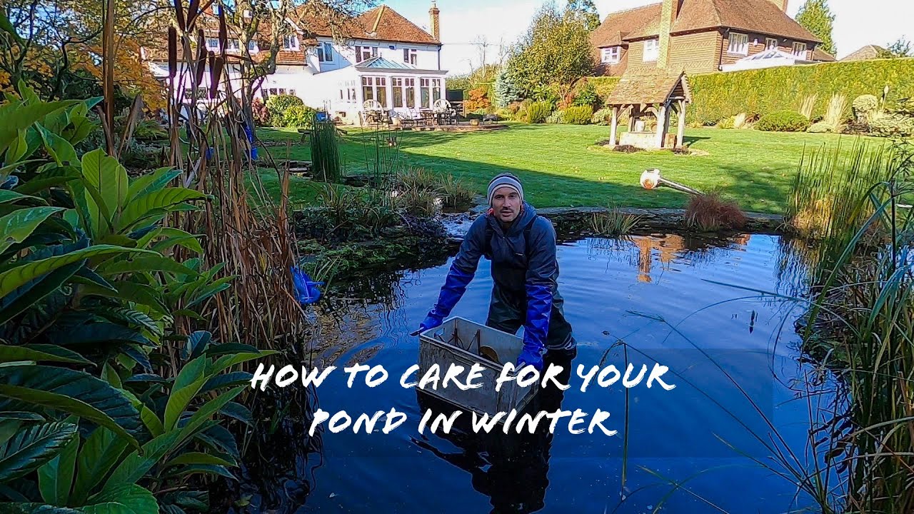 How to care for your pond in winter
