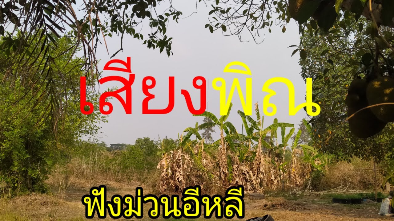 เสียงพิณฟังม่วนๆ