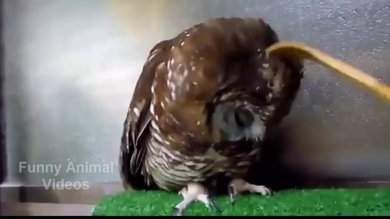 funny animals videos 2017 try not to laugh compilation 27