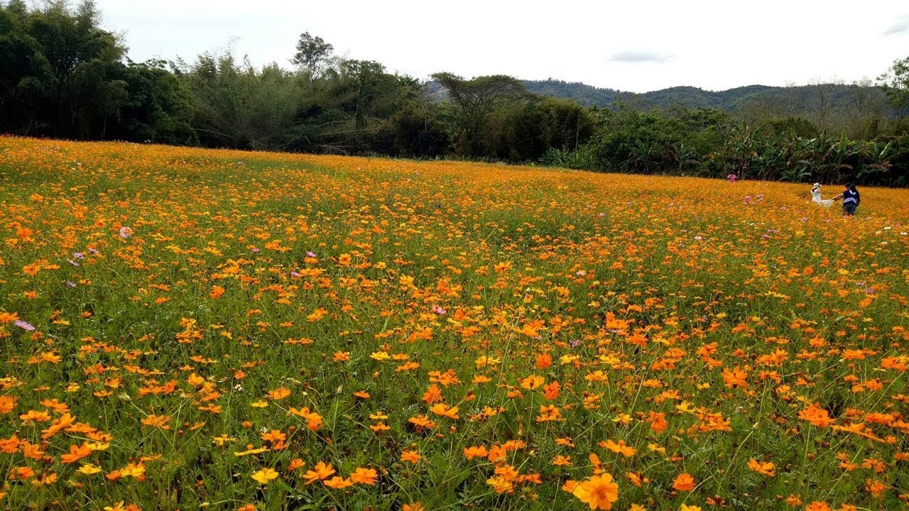 รีวิวเที่ยวไร่บี เอ็น  ทุ่งดอกไม้คอสมอส ที่เที่ยวเขาค้อ เพชรบูรณ์ (BN Farm, Khao Kho, Petchabun)