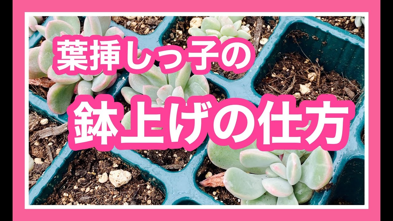 葉挿しで育て苗をプラポットに鉢上げします！