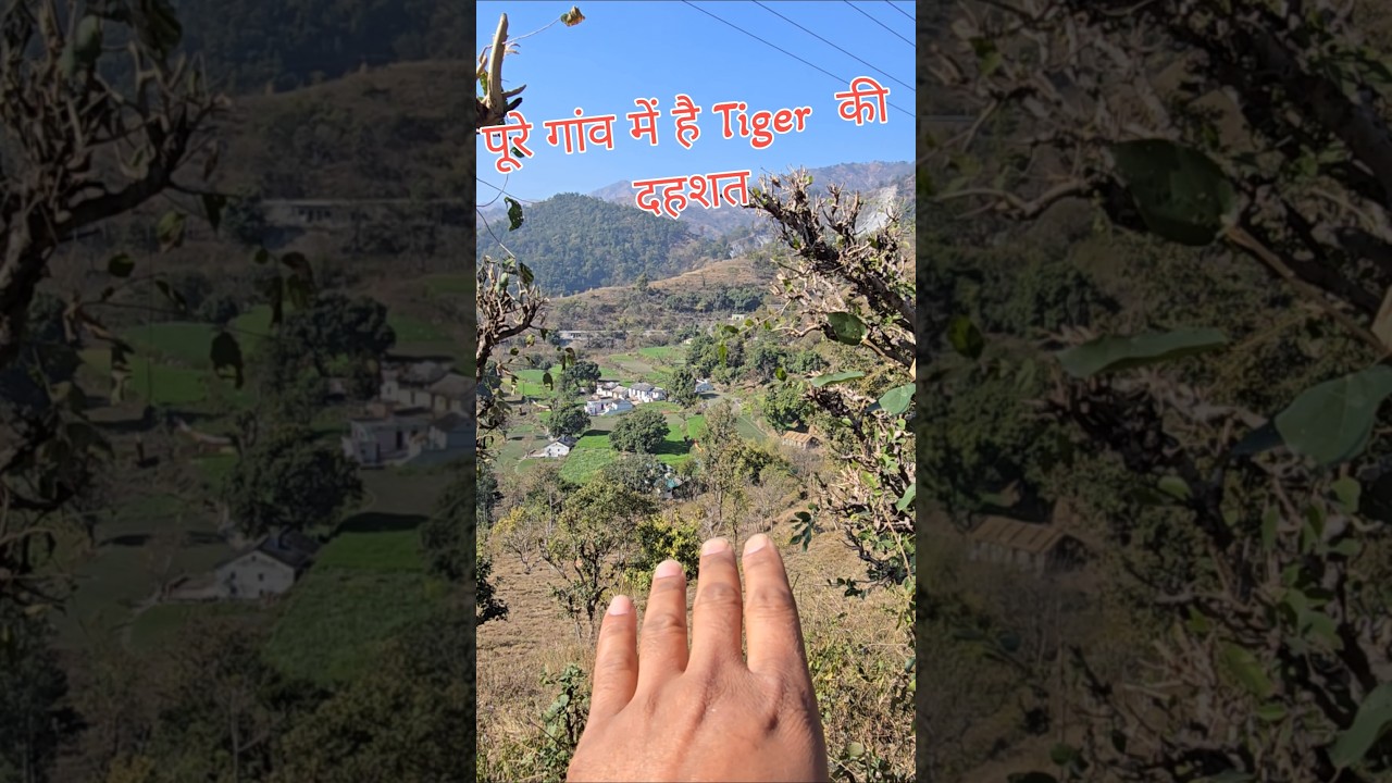 There is terror of Tiger🐅 in the entire village 😱❗️ #viral