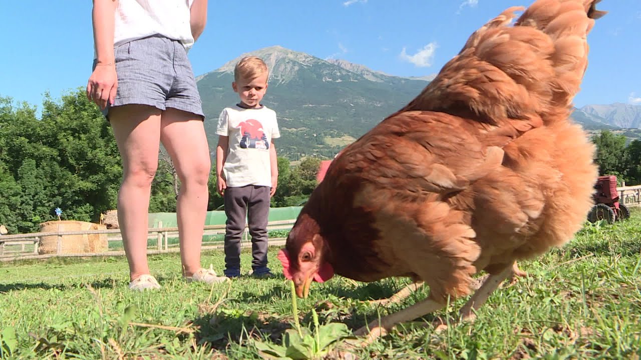 Des vacances entre chèvres, poules et potager, au camping de Baratier dans les Hautes-Alpes