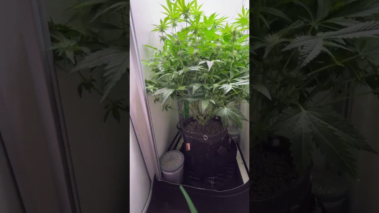 Vivosun VGROW - Platinum Seeds Kush Mints - Week 2 Flower Walk around