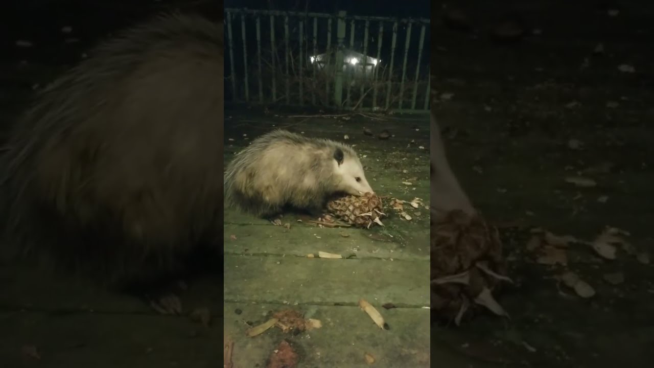 Possum Pal visits & chows down on pineapple!