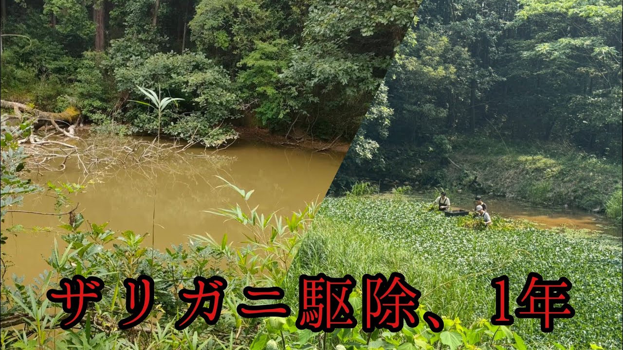 アメリカザリガニ駆除を始めて１年が経ちました【終わってた池を神湿地にする⑮】