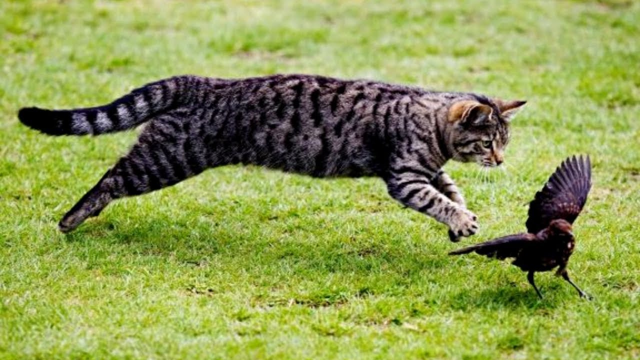 Cats Catching Birds Video Compilation | Pets Theater