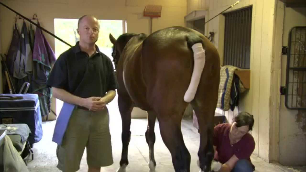 Equine Joint Injections