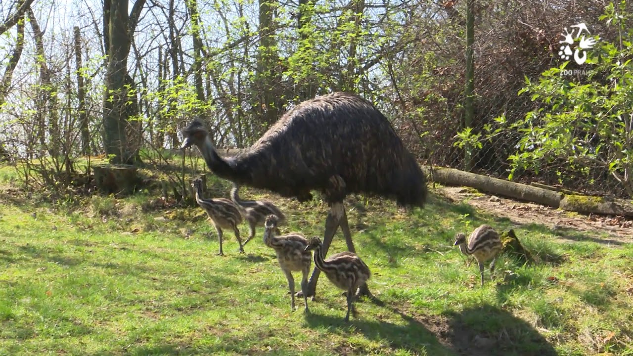 Samec emu hněd&eacute;ho dohl&iacute;ž&iacute; na ml&aacute;ďata