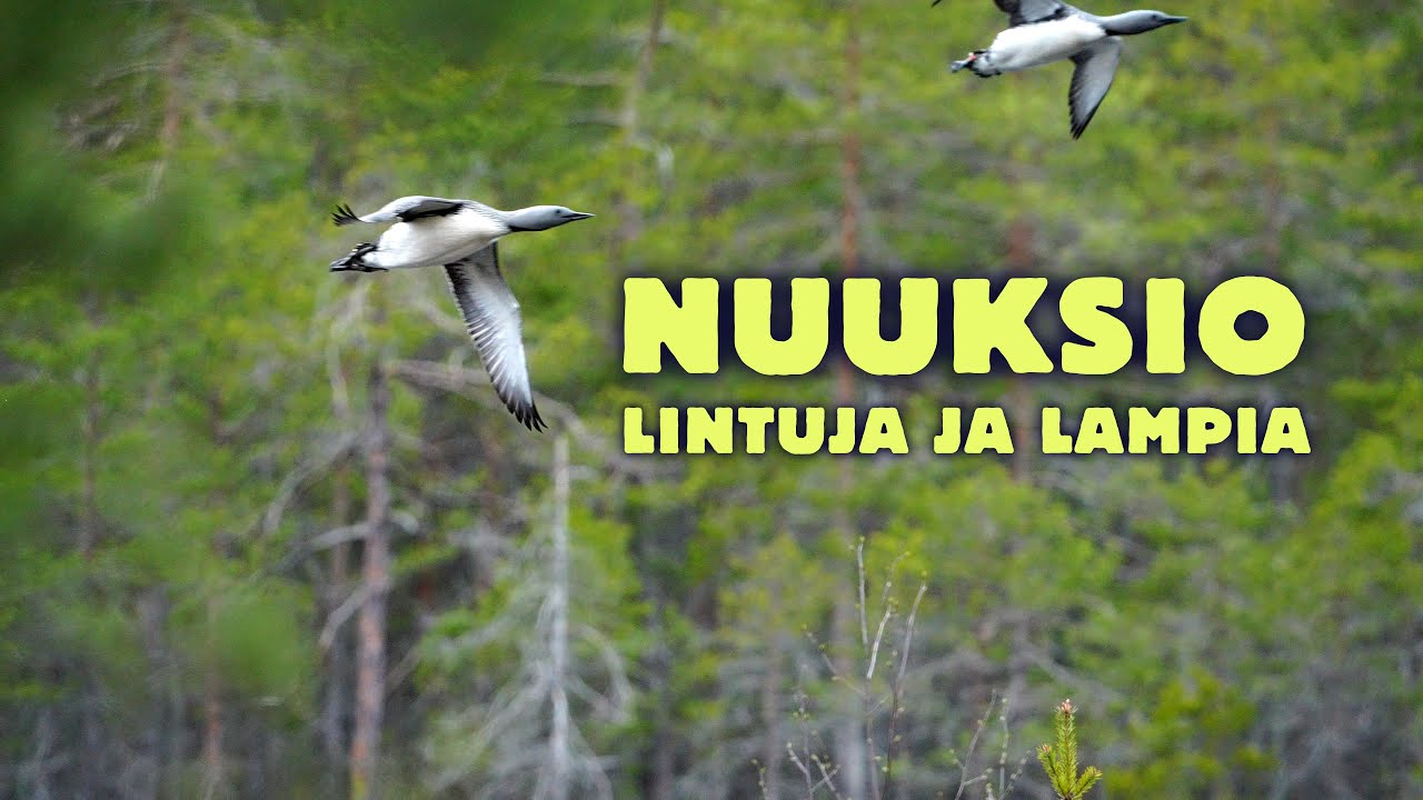 Nuuksion lintuja ja lampia keväällä