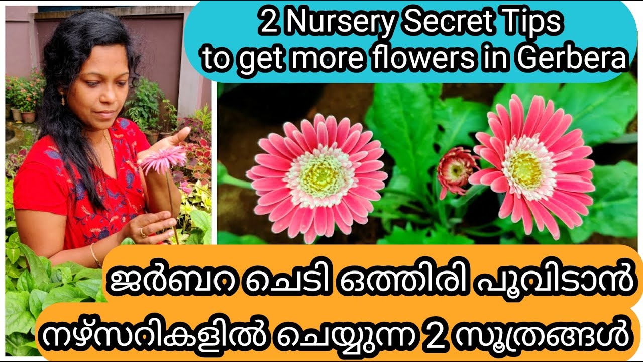 2 Secret Tips for More Flowering in Gerbera | ജർബറ ചെടി ഒത്തിരി പൂവിടാൻ 2 ടിപ്സ്