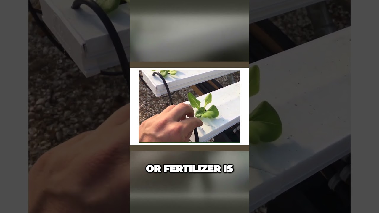 Nutrient Film Technique for Thriving Plants #hydroponics #hydroponicnutrients #health #hydrogarden