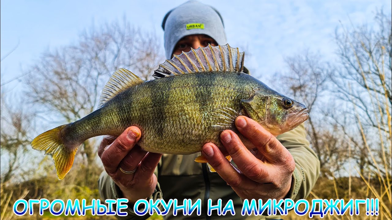 Трофейный окунь на микроджиг! Таких я еще не ловил!!! Всё на яркую приманку!!!