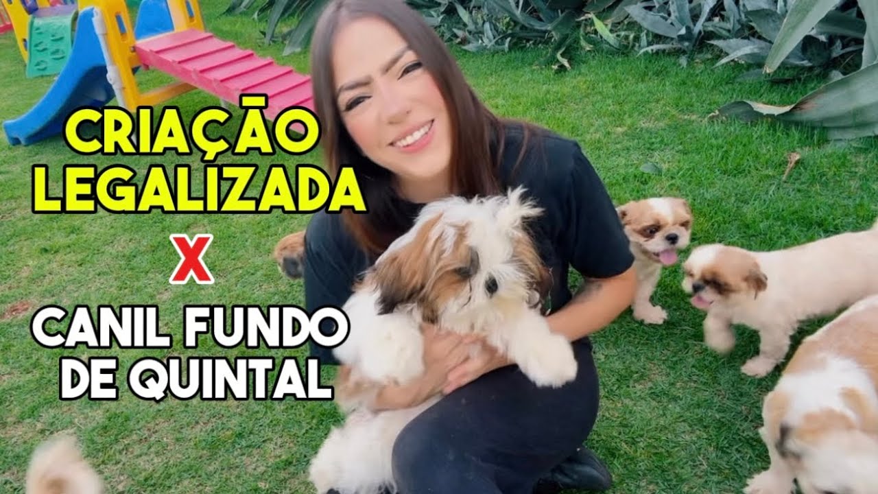 Diferenças entre CRIAÇÃO LEGALIZADA x CANIL FUNDO DE QUINTAL