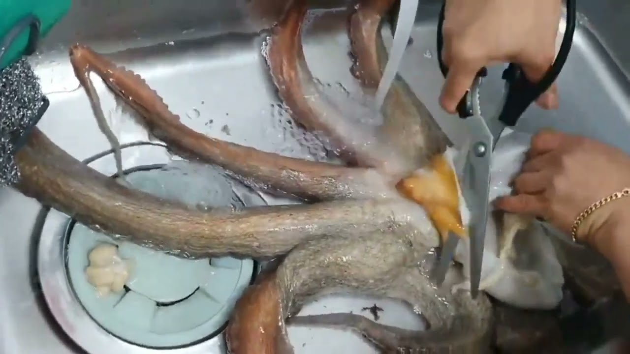 낚시 잡은 큰 문어 이렇게 커 순질도 어렵네ㅜㅜ
