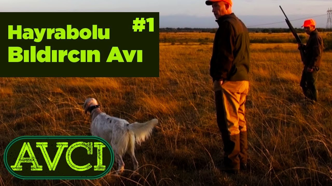 Hayrabolu Bıldırcın Avı 1 Avcı - Yaban Tv