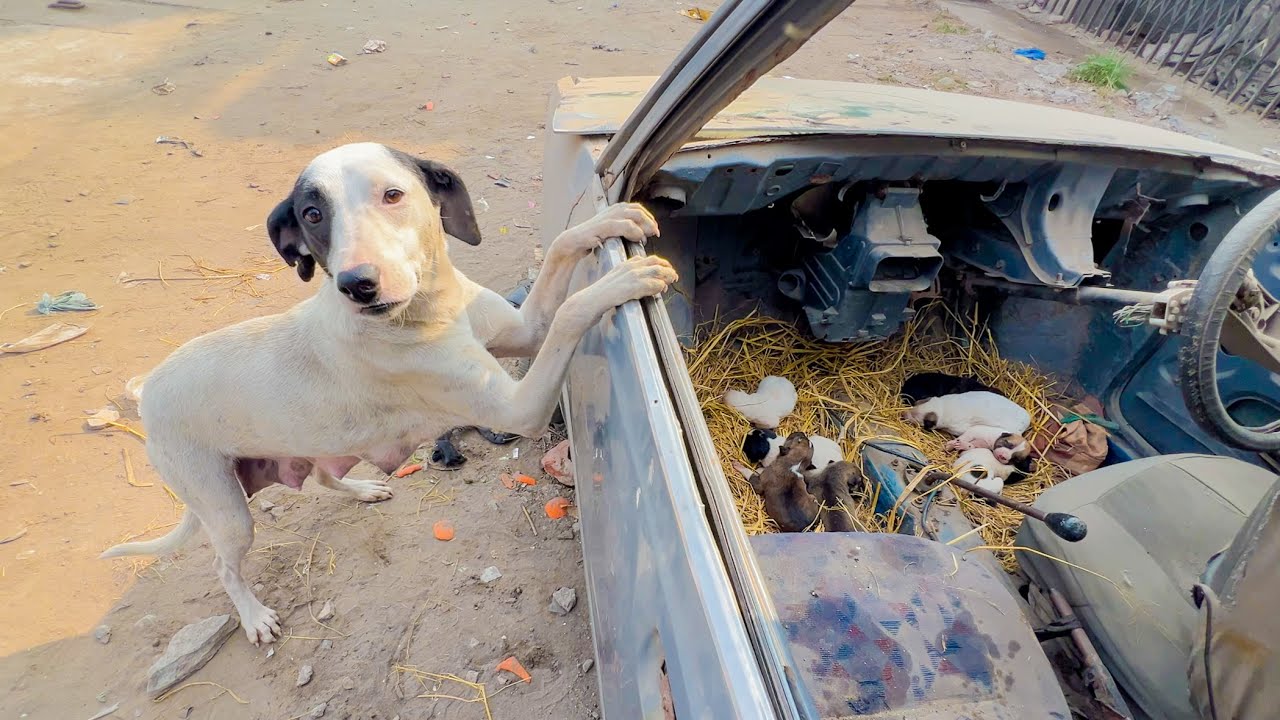 Thrown Away Like Trash...But Still Fighting for Her Babies.