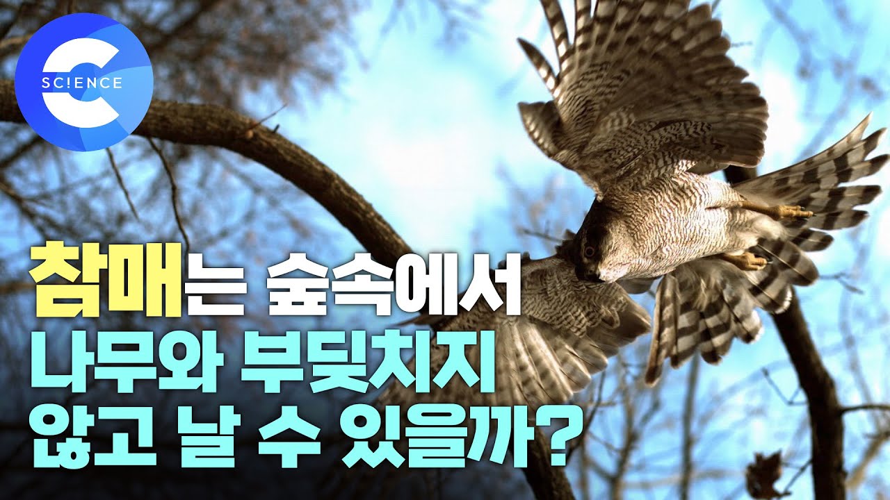 새는 어떻게 날까? 송골매와 참매의 놀라운 비행 능력