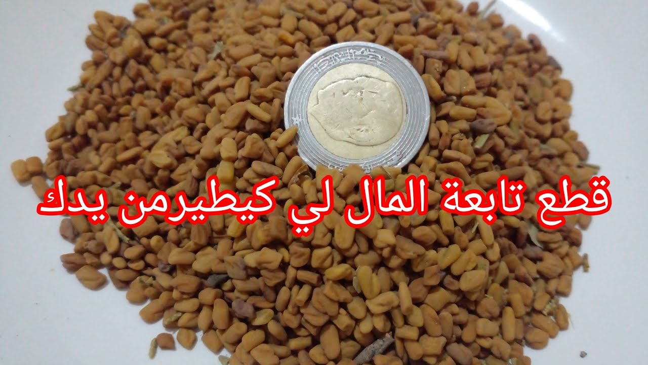 قطع تابعة على يديك ومالك لي دارتو لك كلبة تبطلو حلبة