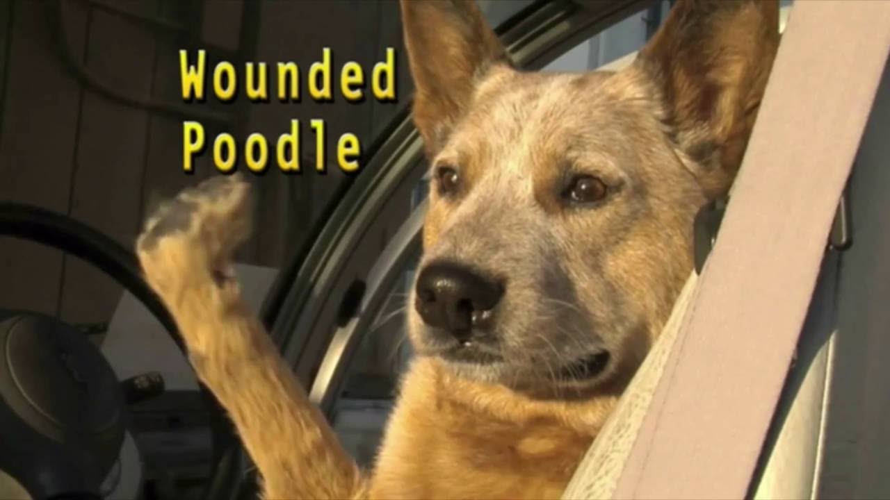 Olive Bridge Entertainment/Wounded Poodle/20th Century Fox Television (2007)