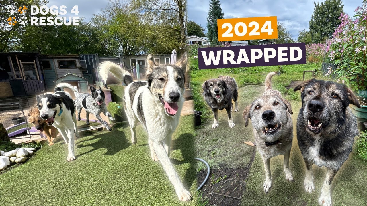 2024 Wrapped | Dogs 4 Rescue
