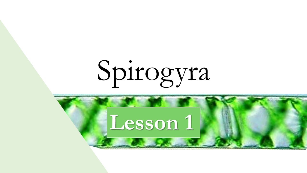 Biology - Spirogyra - SHS - Lesson 1