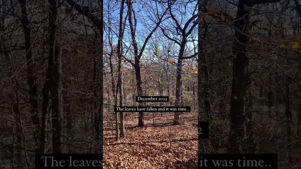 Clearing land for tiny house