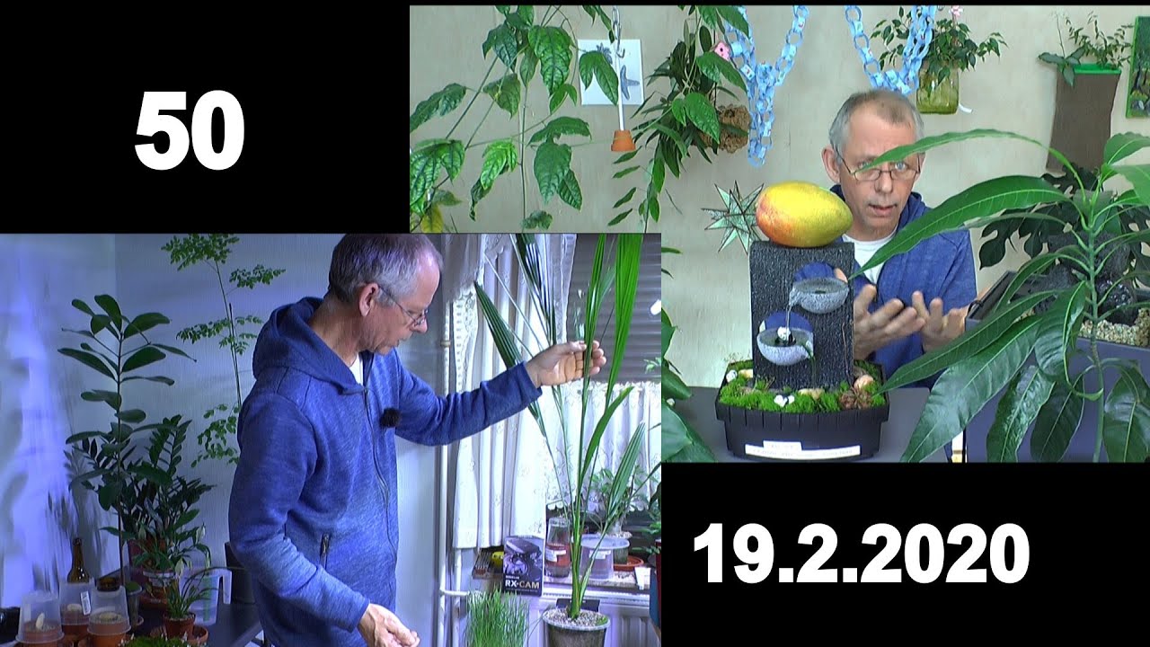 Besondere Pflanzen. Moringa und Mango die weitere Pflege. Der bewachsene Zimmerspringbrunnen im Upda