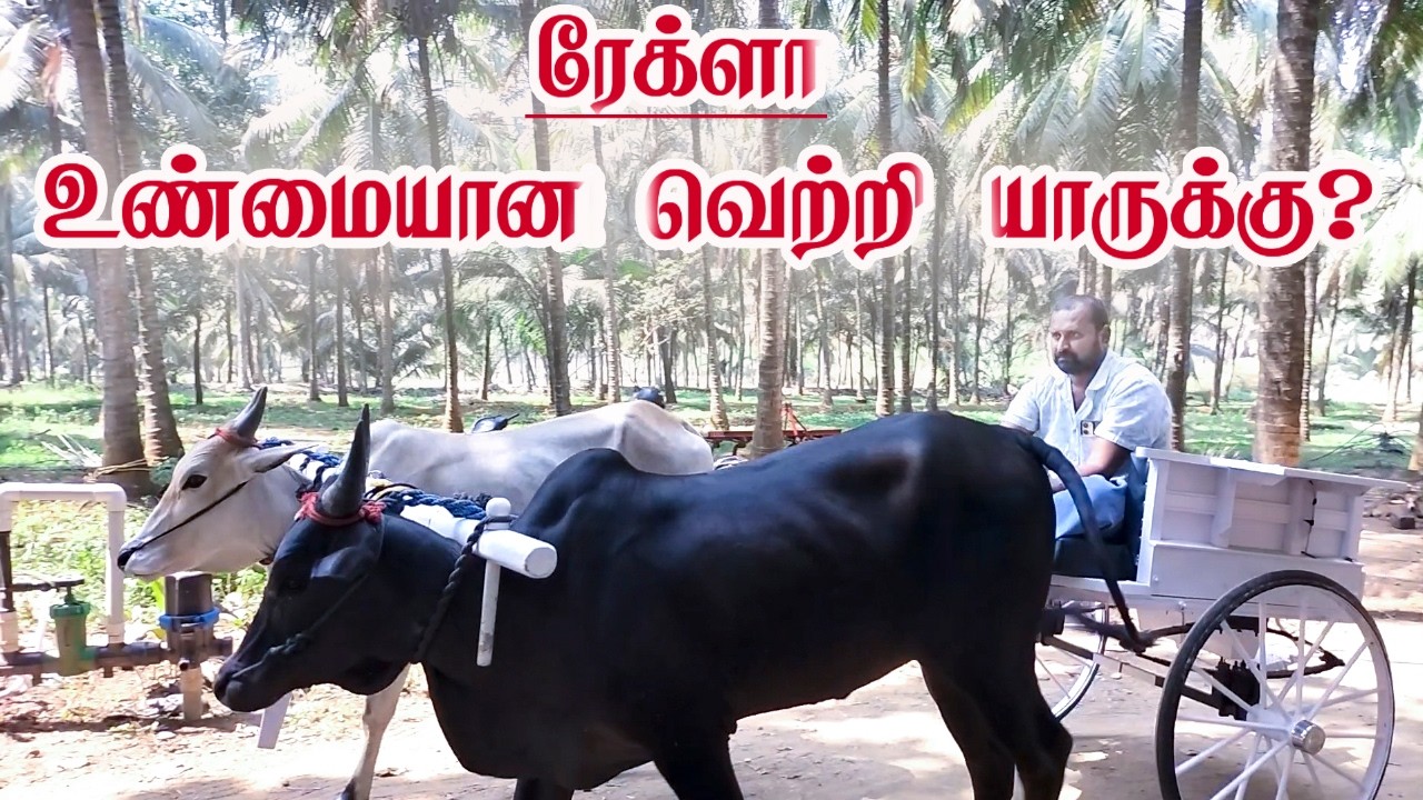 ரேக்ளா உண்மையான வெற்றி யாருக்கு?