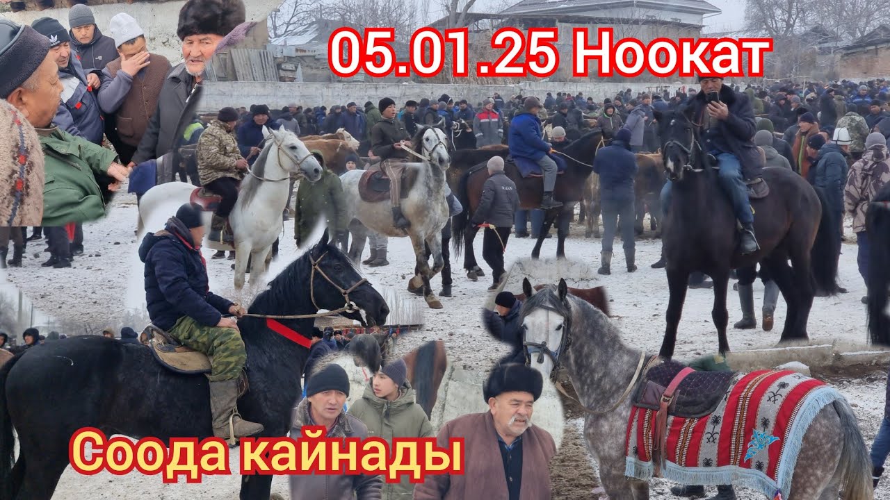 Ноокат ЖЫЛКЫ Базарда Аттар Шыр шыр Сатылды  Мындай болгон эмес