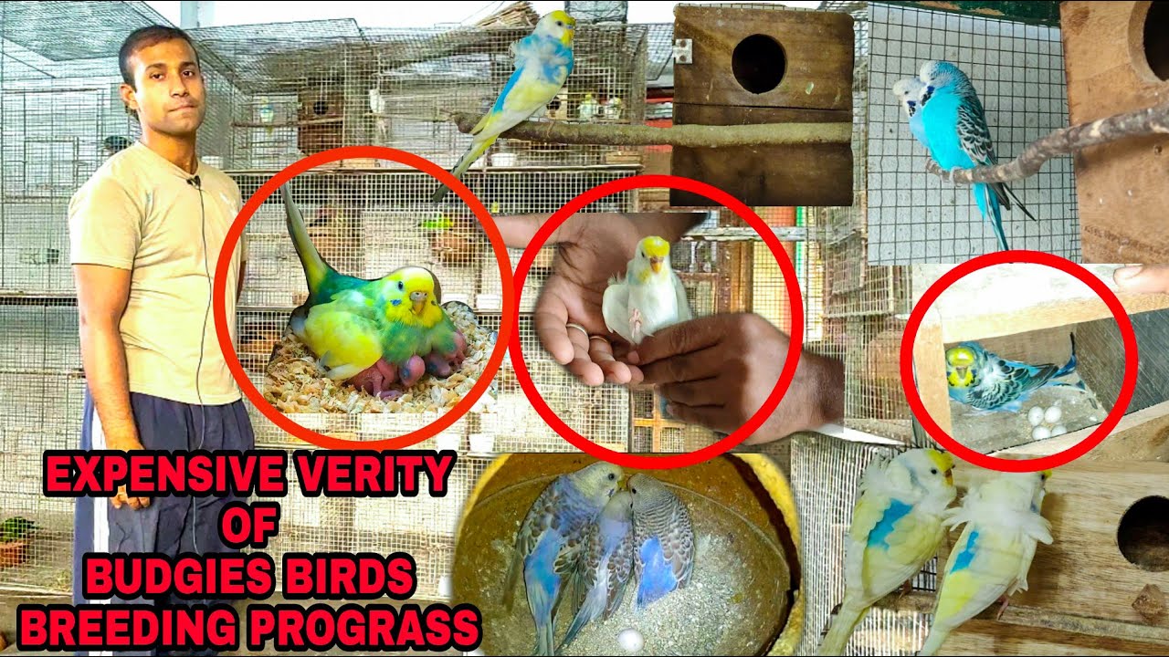 Holland & Japanese/ Halicopter Budgies Bird Breeding Progress l More Information At Birds Business