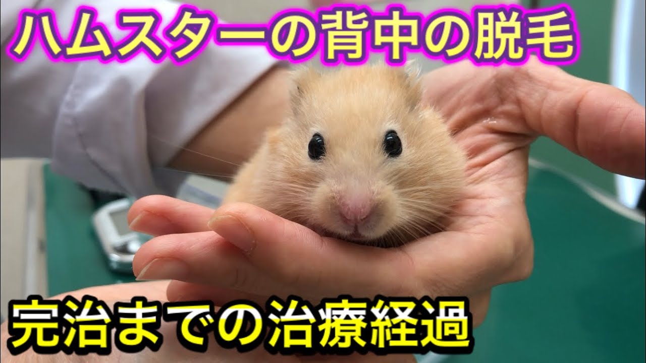 治療を待っている間のハムスターの様子が可愛すぎました【ハムスターの脱毛】