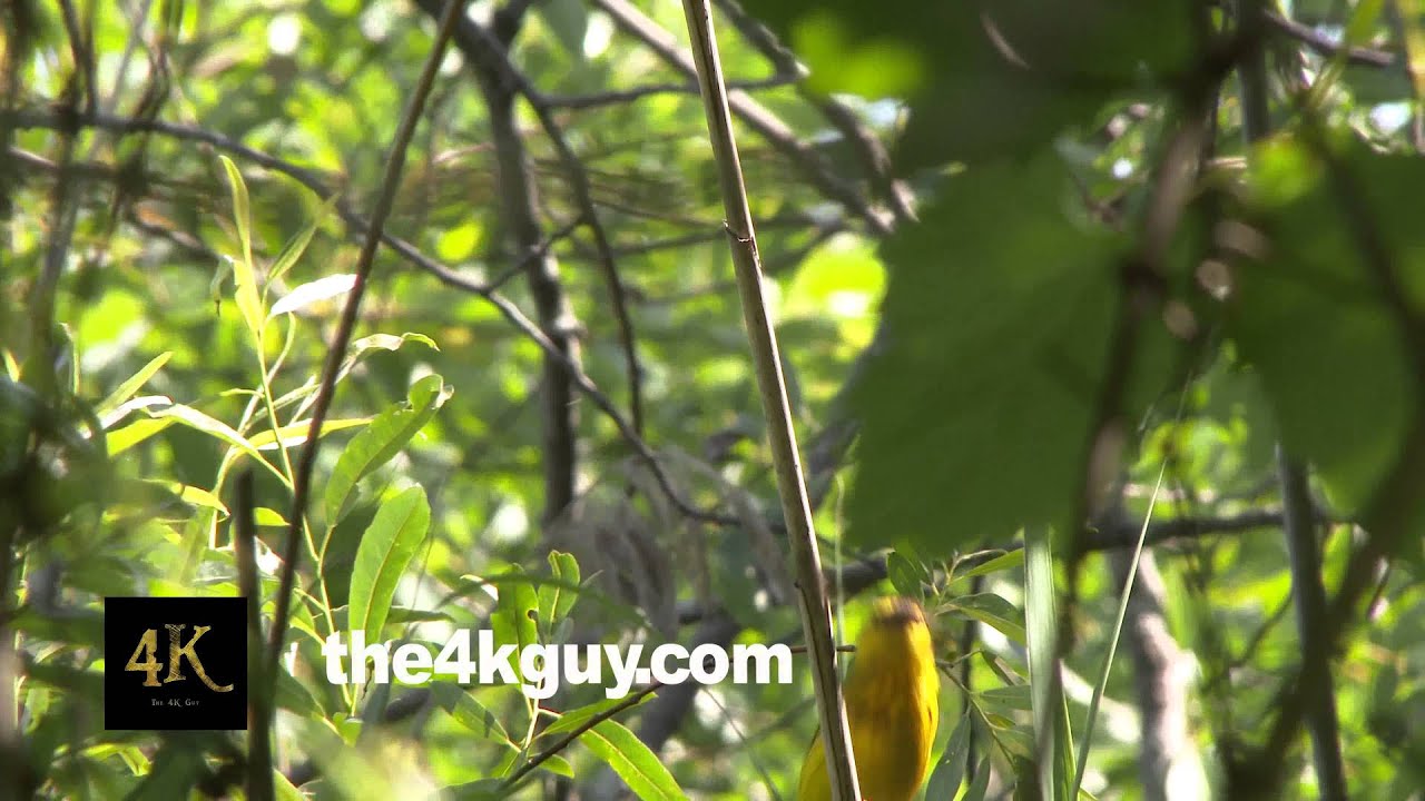 4K UHD 60fps - American yellow warbler (Setophaga petechia) with prey with camera tracking