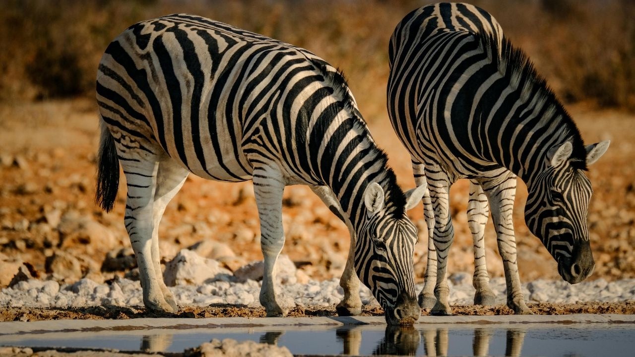 Música Relaxante para Concentração e Foco  Sons da Natureza com Animais em Seu Habitat Natural