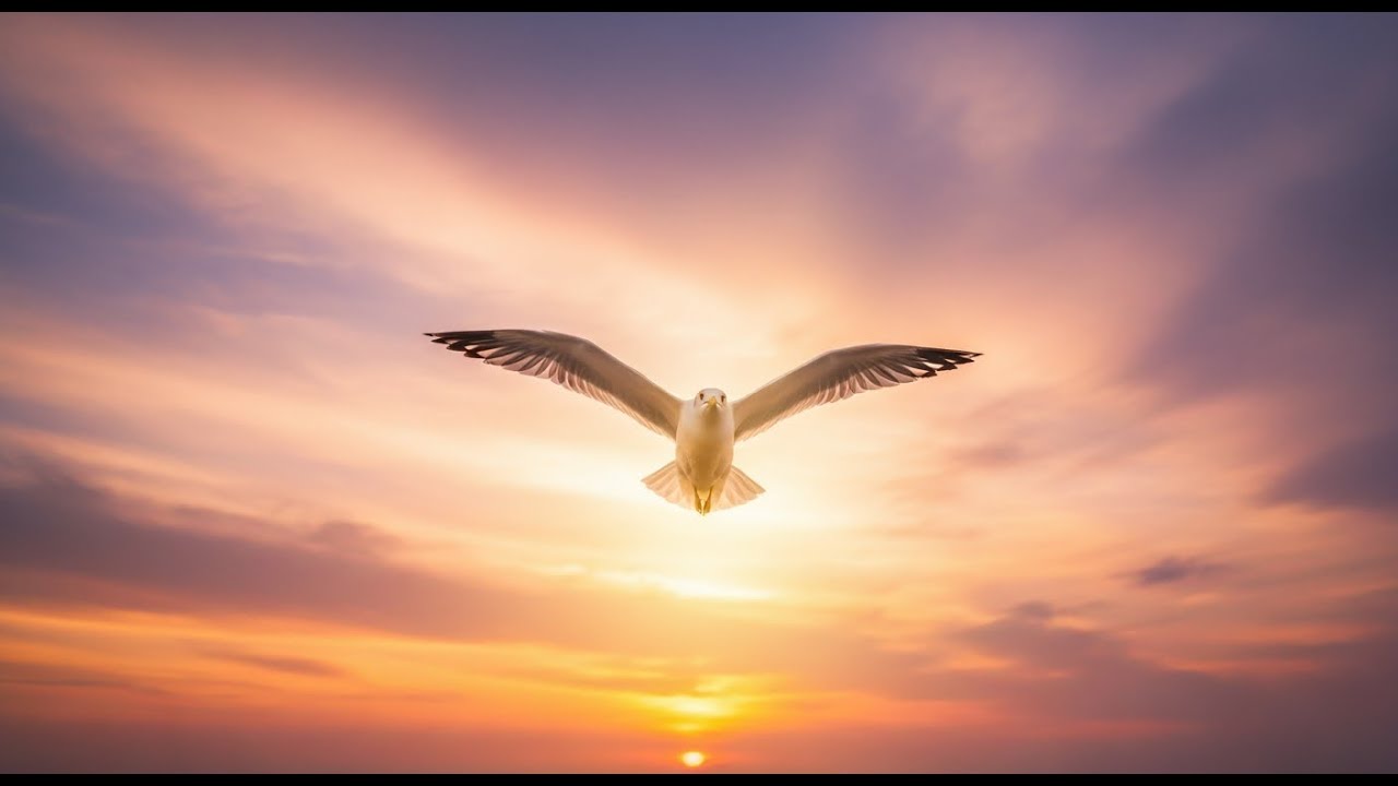 Seagulls Above the Baltic Sea Documentar