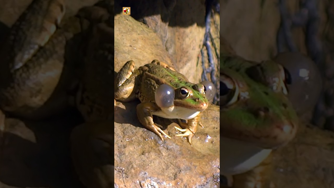 Frog Sounds 🐸