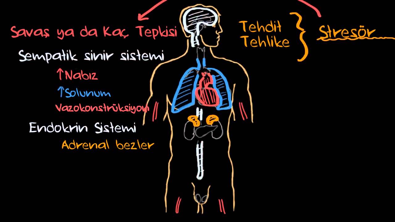 Vücudumuz Strese Nasıl Tepki Verir? (Psikoloji / Çevreyi Algılama) (Sağlık Bilgisi ve Tıp)