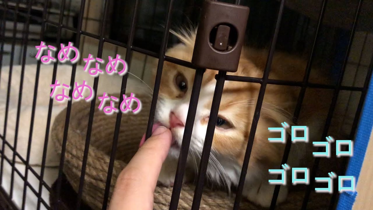【ASMR】ひたすら指をなめる子猫。