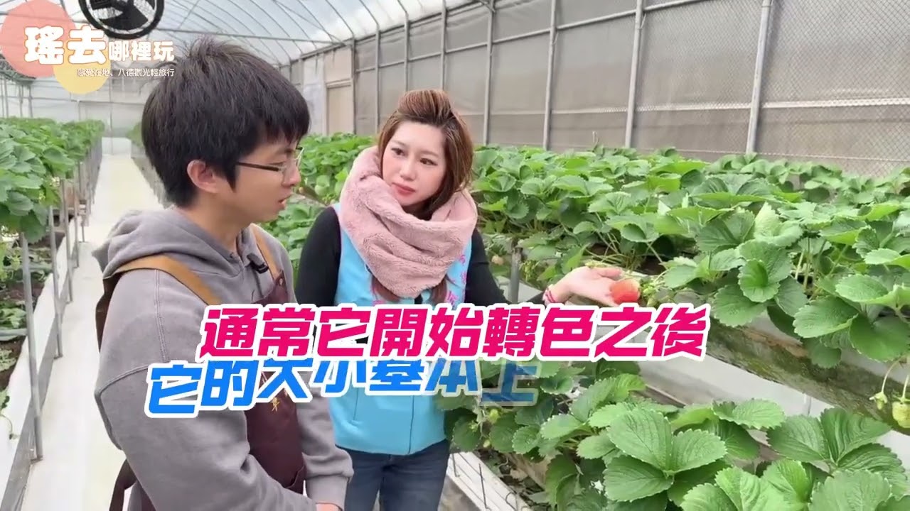 瑤去哪裡玩 八塊厝草莓園