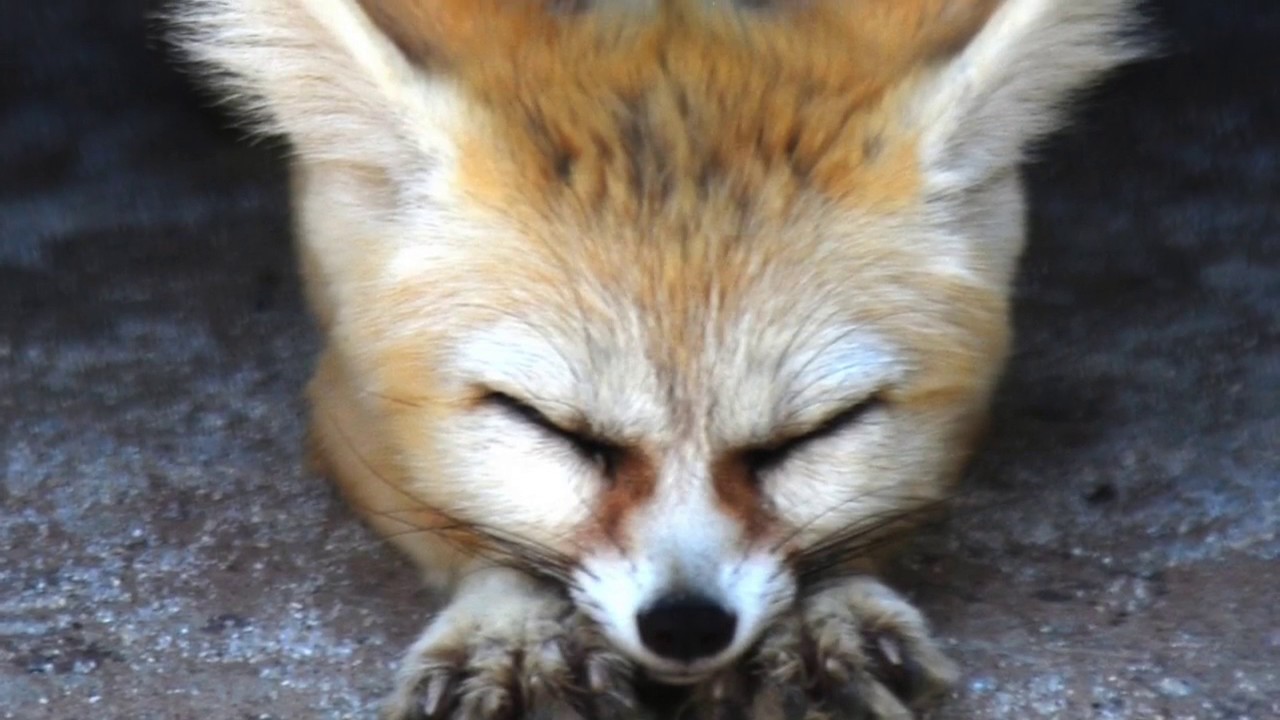Ammazing Fennec Fox