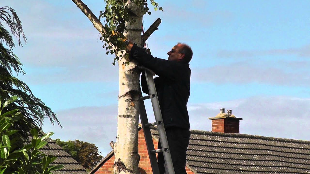 Pruning a Birch Tree with 