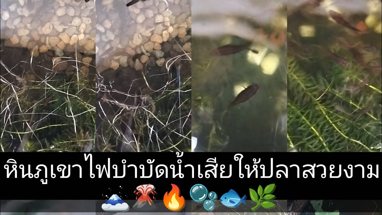 หินภูเขาไฟบำบัดน้ำเสียให้ปลาสวยงาม🗻🌋🔥🫧🐟🌿 #หินภูเขาไฟ #ปลาสวยงาม