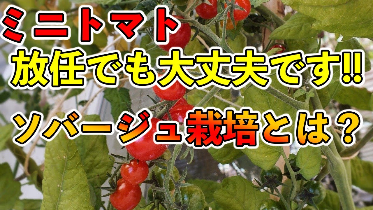 【収量爆増！！？】ミニトマトのソバージュ栽培により収量が上がる！？枝・脇芽，手入れをしない方が良い！！？