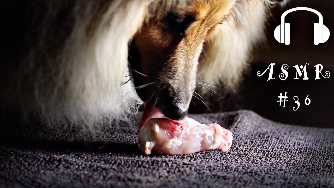 ASMR #36 Dog Eating Raw Chicken Wing Crunchy Bone Sounds No talking - Sheltie