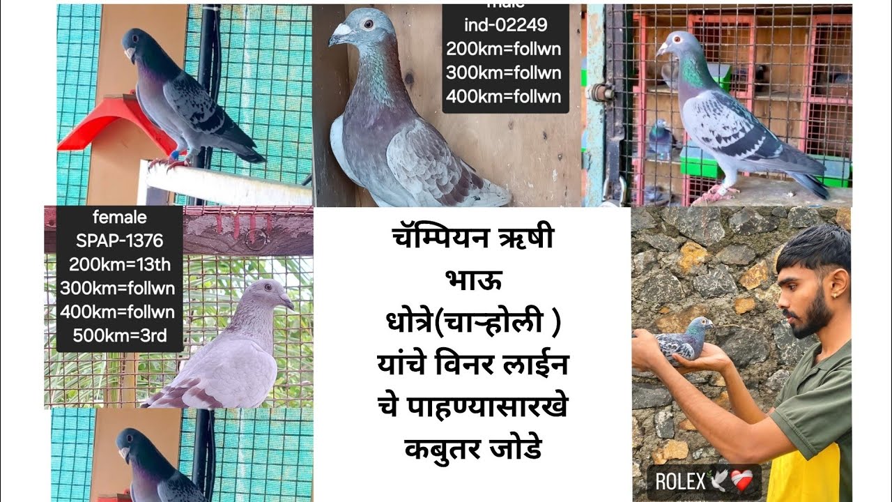 चॅम्पियन ऋषी भाऊ धोत्रे (चऱ्होली) यांची टॉप ची कबुतरे #pet's information #kabootar #piegen #racing