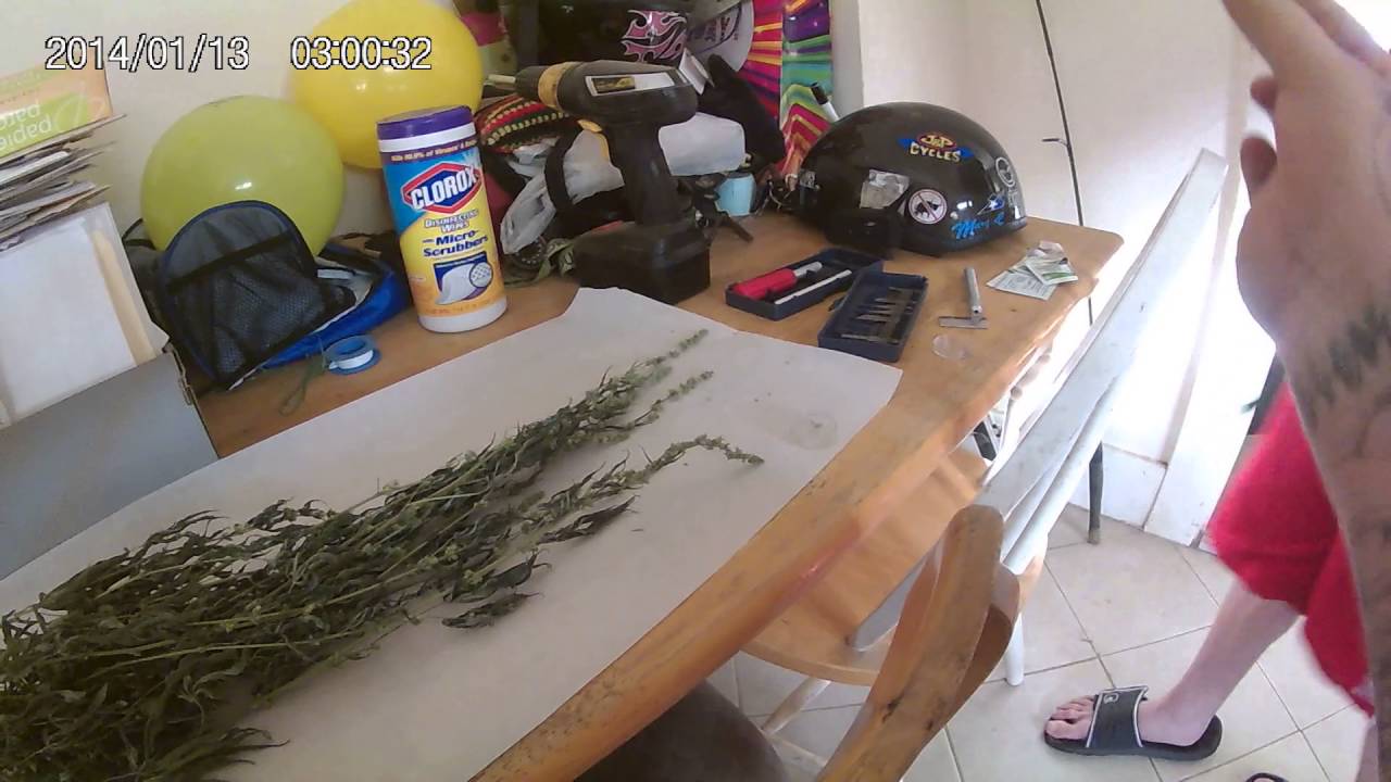 Collecting Pollen (Skunk #1) Crop King Seeds