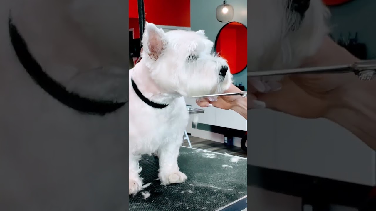 Un westie hermoso🥰🥰# #perros #peluquer&iacute;acanina #perritos #westies